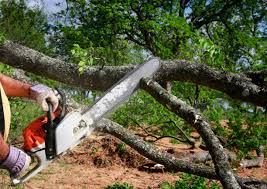 Bethel Manor, VA Tree Services Company